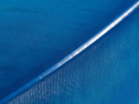 Detailed macro view of a blue feather showing intricate texture and pattern.