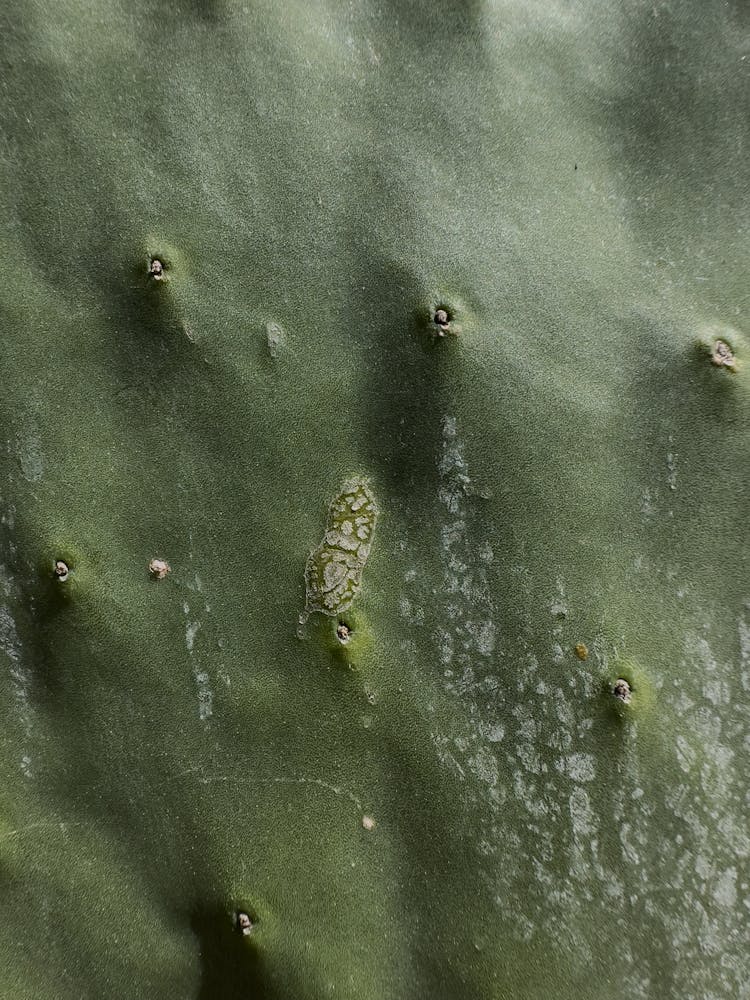 Texture Of Cactus