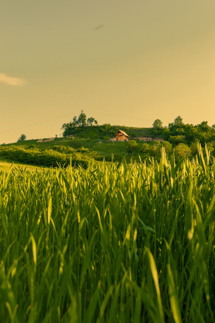 Summer Rural Landscape