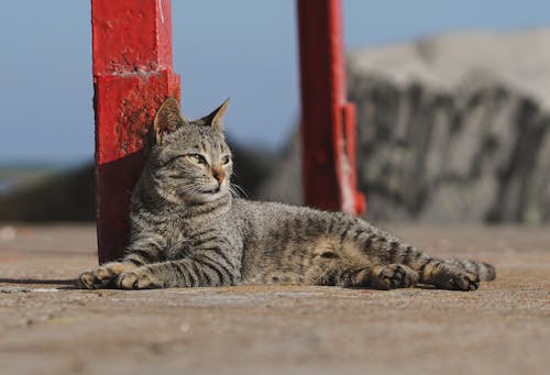 A Tabby Cat Lying Outside in Sunlight 