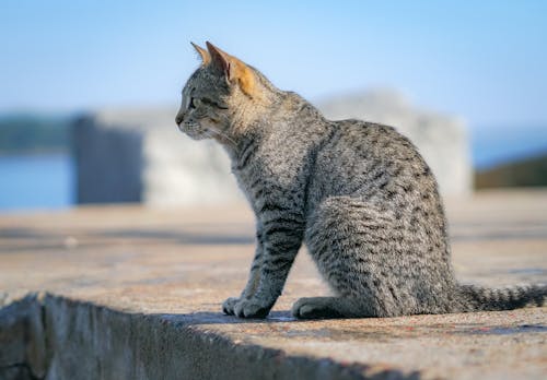A Cat Sitting on a Concrete Surface Outside 