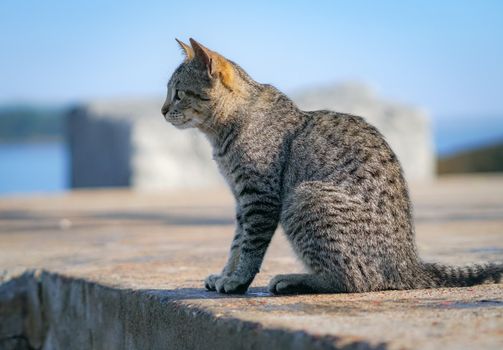 Gato atigrado atento
