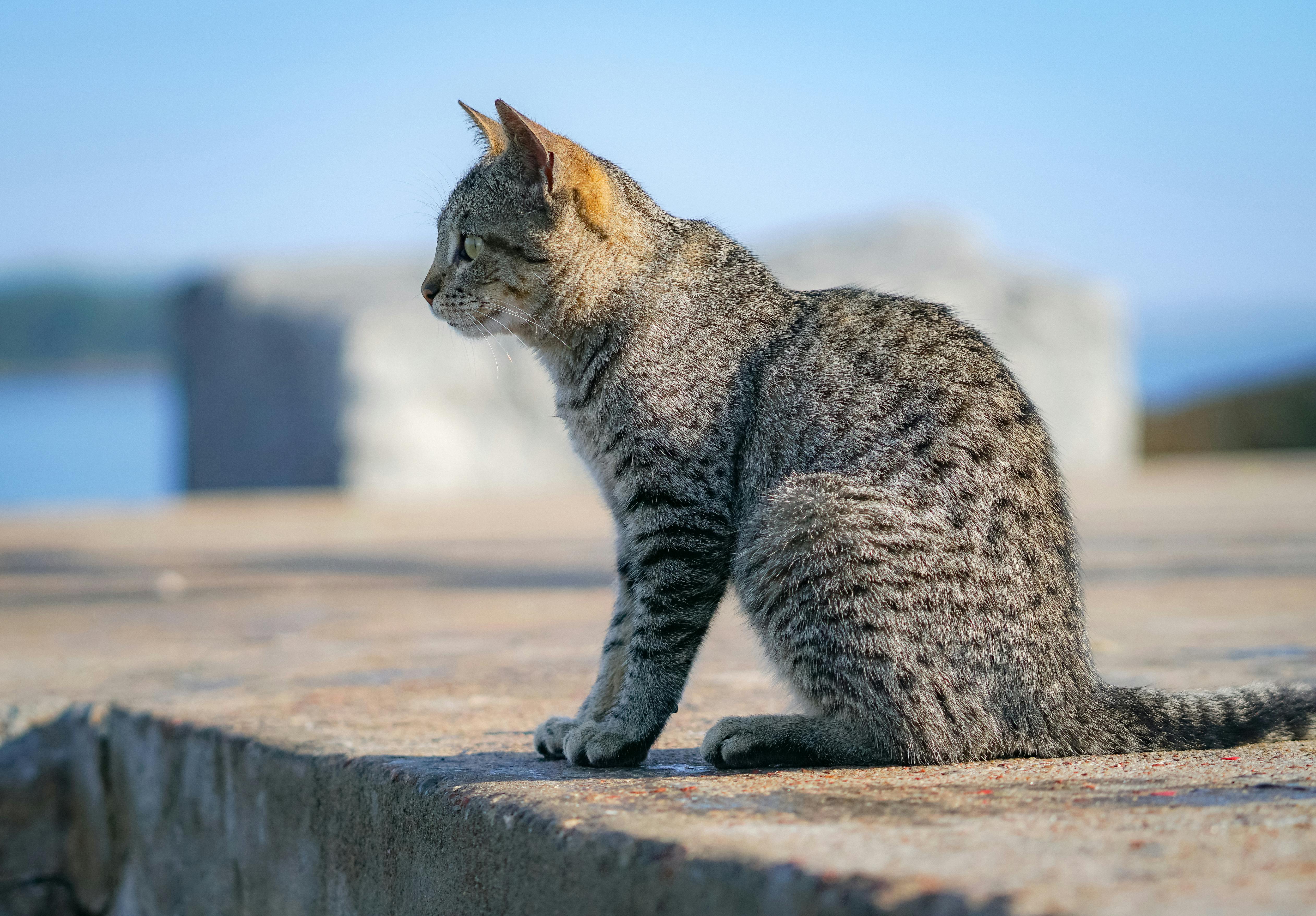 Gato atigrado atento · Free Stock Photo