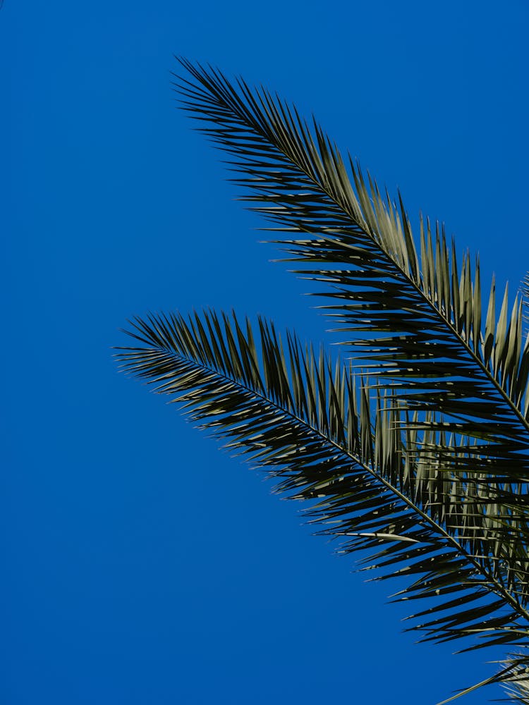 Green Palm Tree And Blue Sky Background