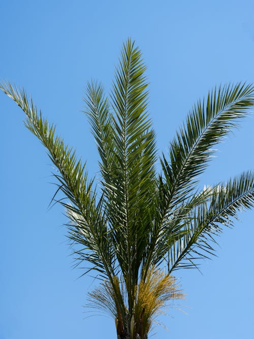 Palm Tree Fronds