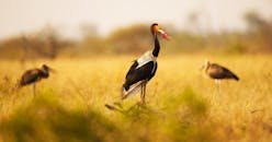 高草丛中马鞍嘴鹳在日光下的特写