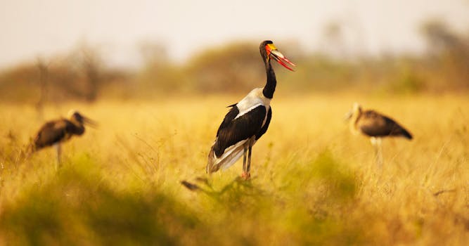 高草丛中马鞍嘴鹳在日光下的特写