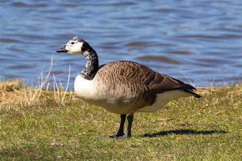 Canada Goose by River