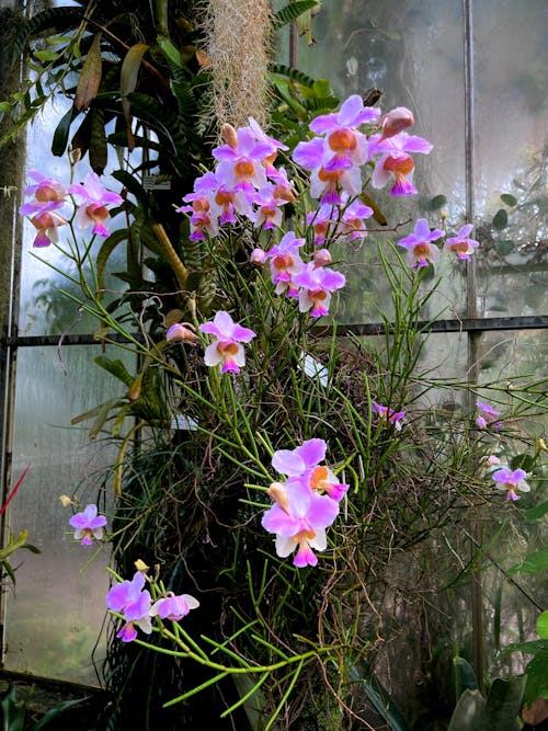 bitkibilim, çiçek, orchidee içeren Ücretsiz stok fotoğraf