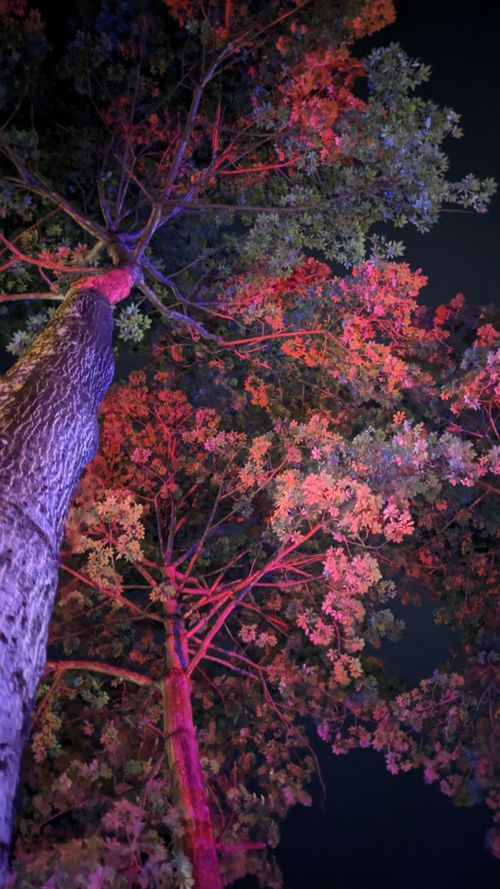 Free stock photo of natural beauty, red tree, tree Stock Photo