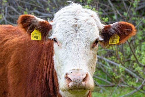 Close-up of a Cow