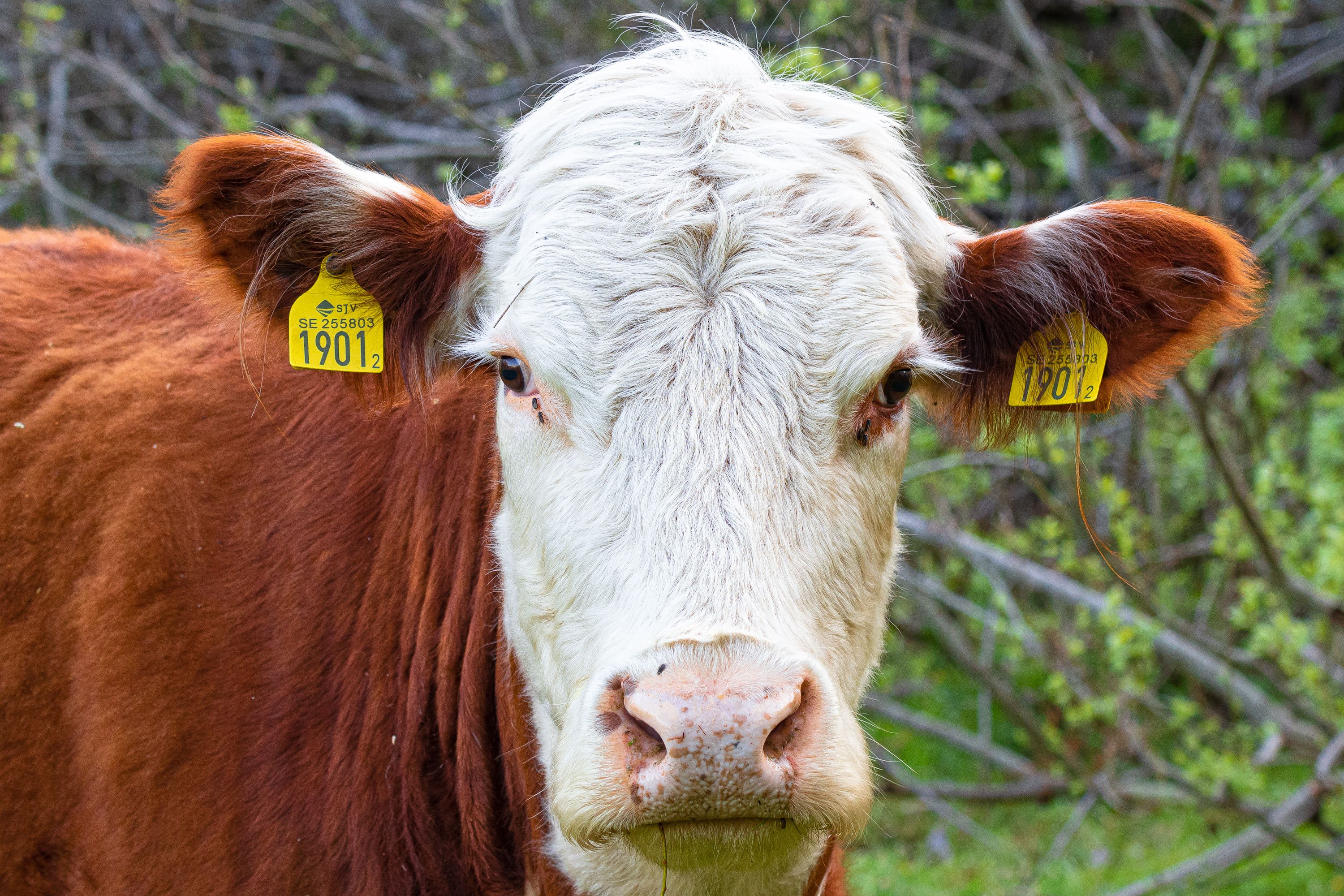 Close-up of a Cow · Free Stock Photo