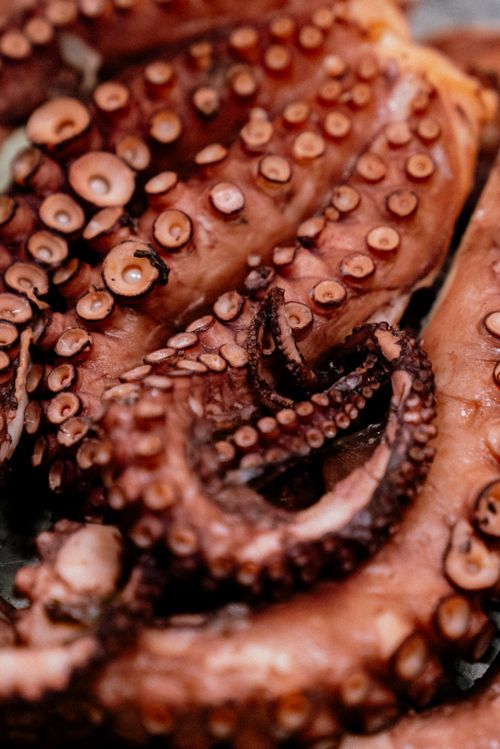 Free A detailed close-up of cooked octopus tentacles showcasing texture and detail, perfect for culinary use. Stock Photo