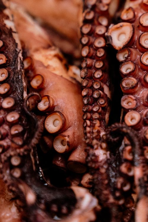 Free Detailed close-up of succulent cooked octopus tentacles, perfect for seafood cuisine lovers. Stock Photo