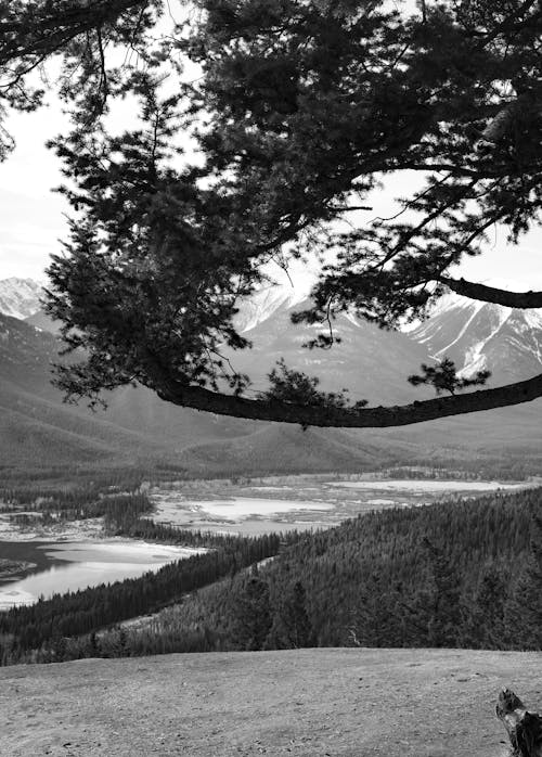 Tree and Valley in Mountains behind