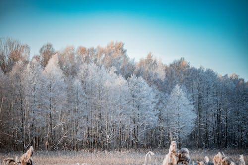 Gratis lagerfoto af forkølelse, natur, rimfrost