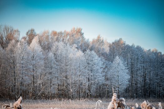 Peaceful winter scene of snow-covered trees in a serene forest under a clear blue sky.