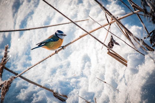 Imagine de stoc gratuită din birdwatching, crenguță, iarnă