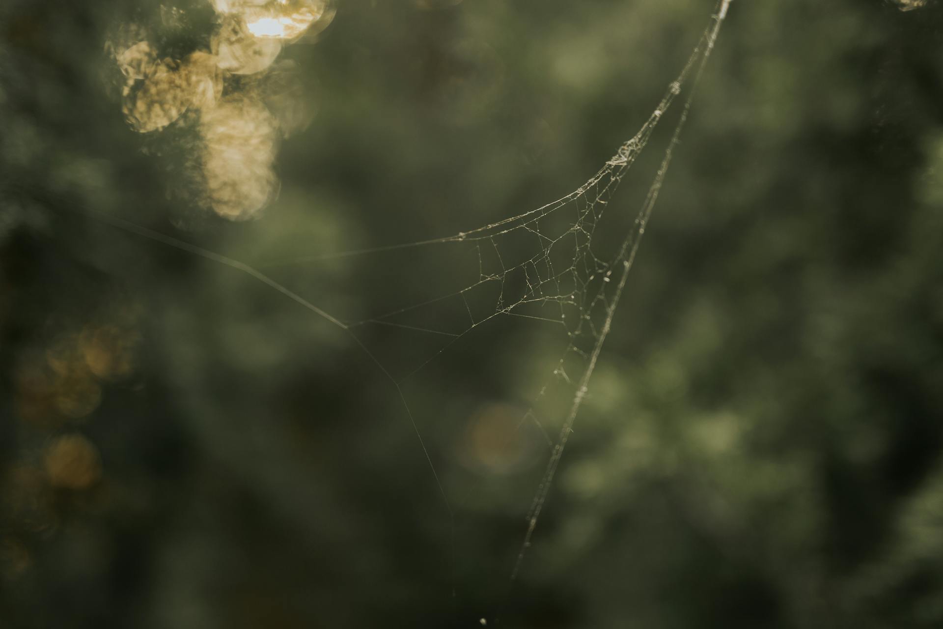 A close-up of a torn spider web against a soft, natural background with bokeh effects.