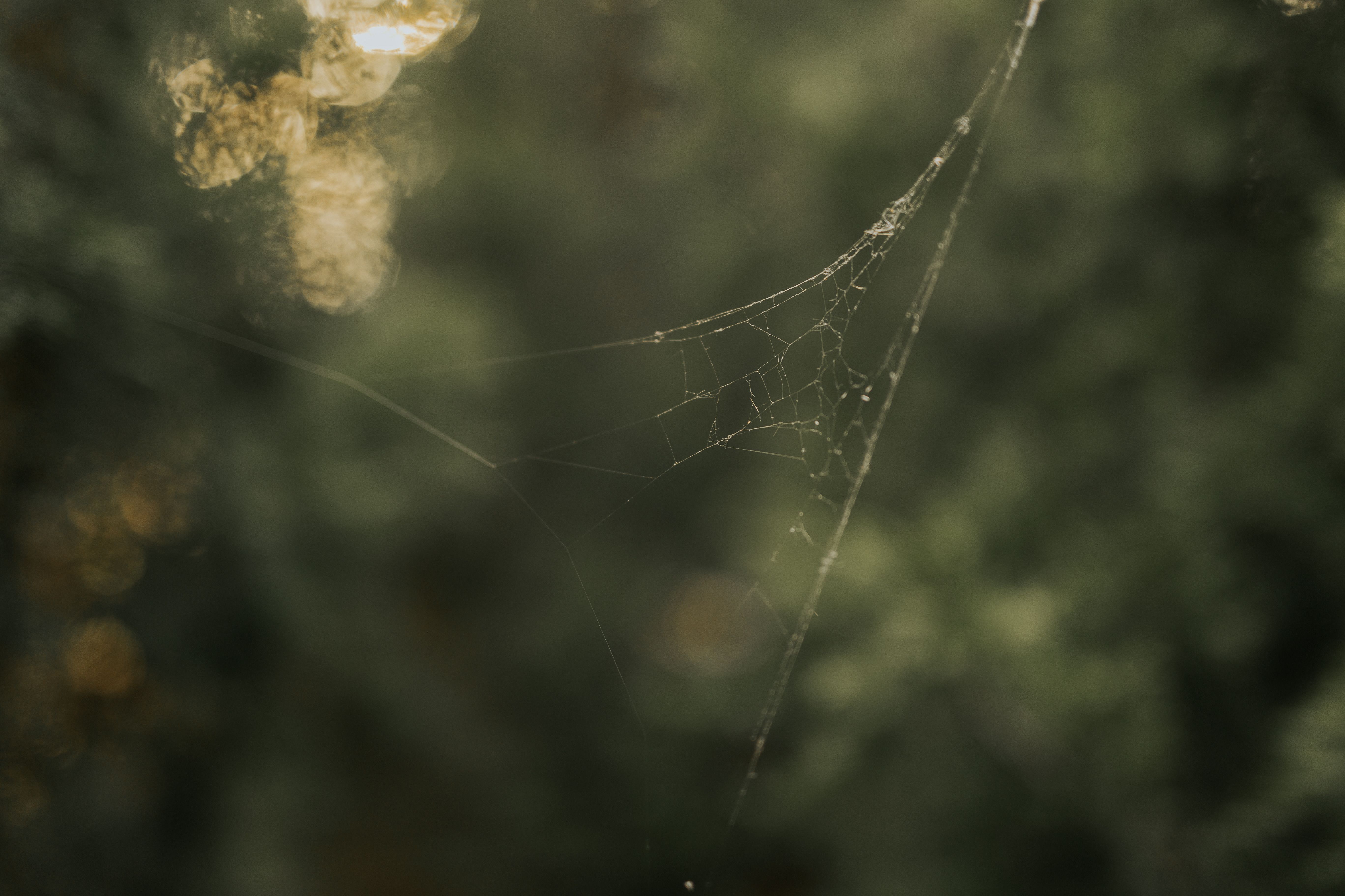Close up of Spider Net · Free Stock Photo