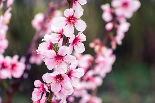 Photos gratuites de branche, fermer, fleur de cerisier