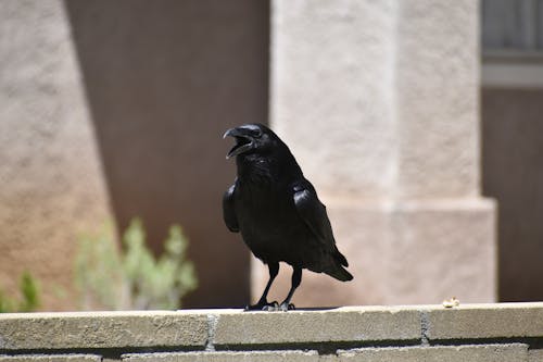 Black Bird on Fence