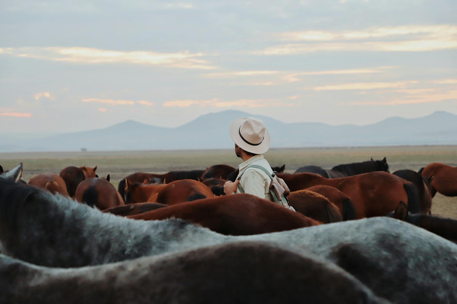 Man in a Hat Among Cattle