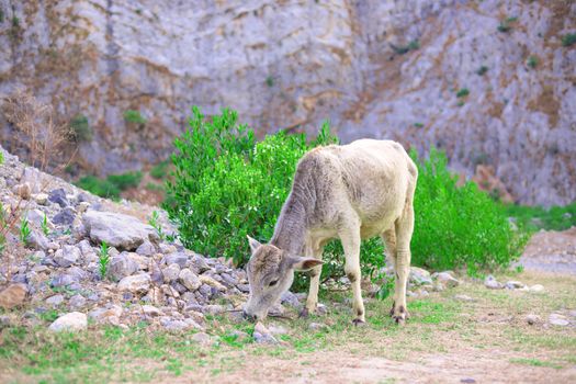 Cow baby eating grass