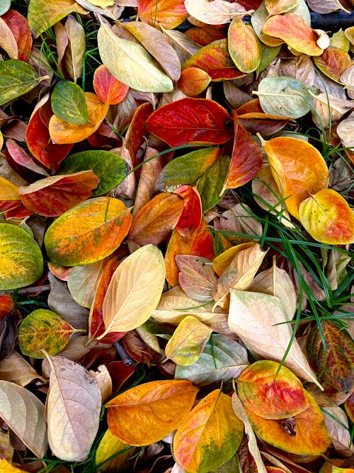 Free Autumn Leaves on Ground Stock Photo