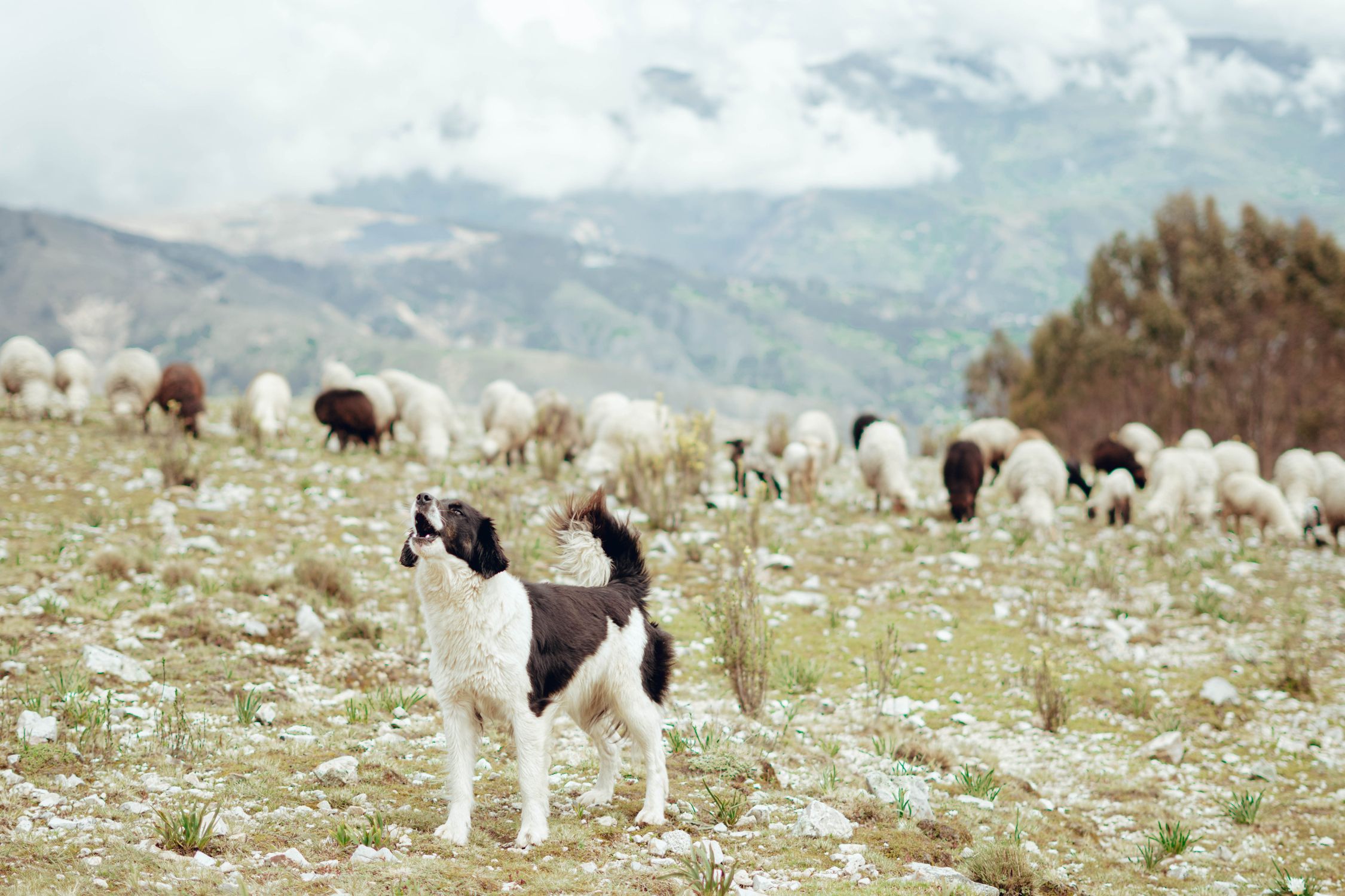 Dog Howling Grazing Sheep on Pasture · Free Stock Photo