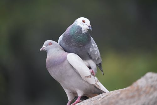 Kostnadsfri bild av djurfotografi, duvor, fåglar