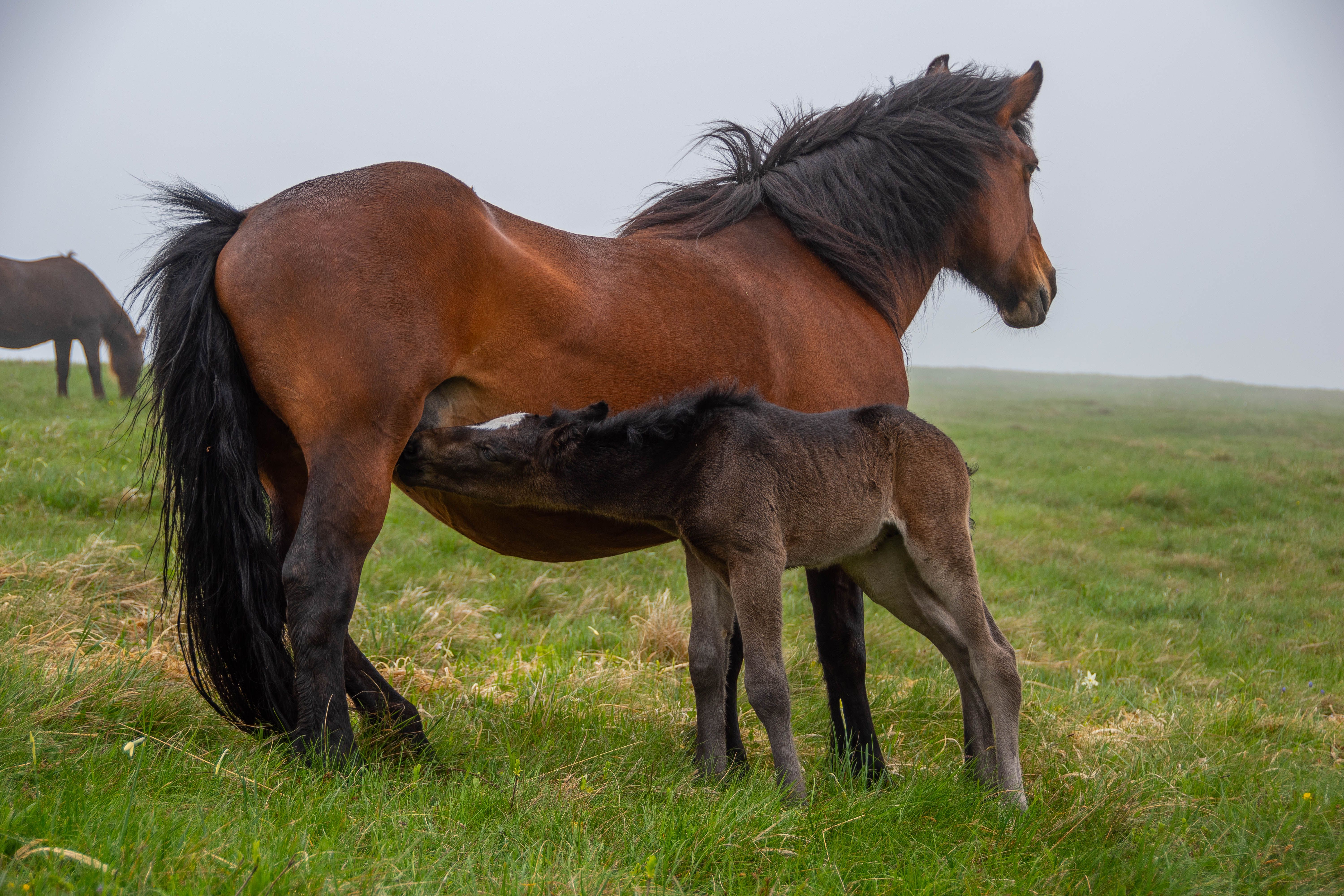 A serene scene of a mother horse nursing her foal in a misty green pasture.