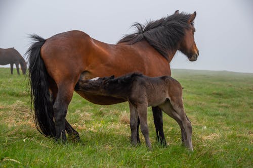 Horse and Foal