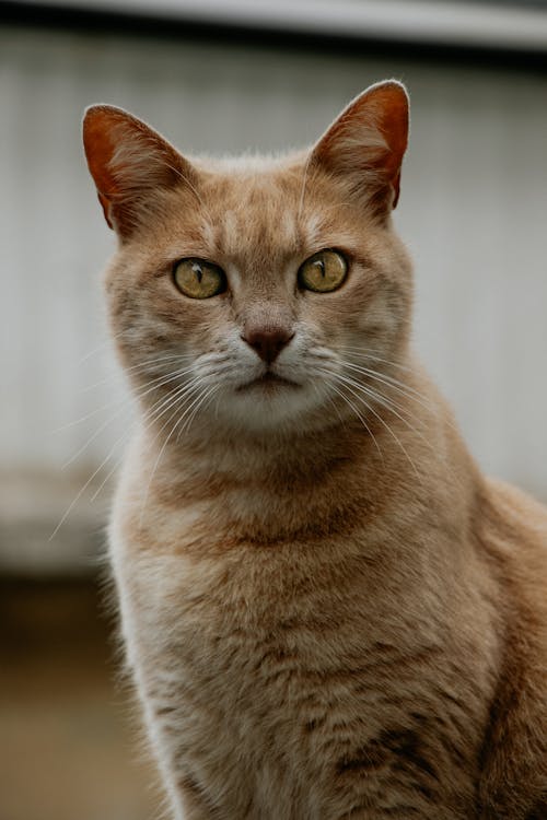 Portrait of Cat