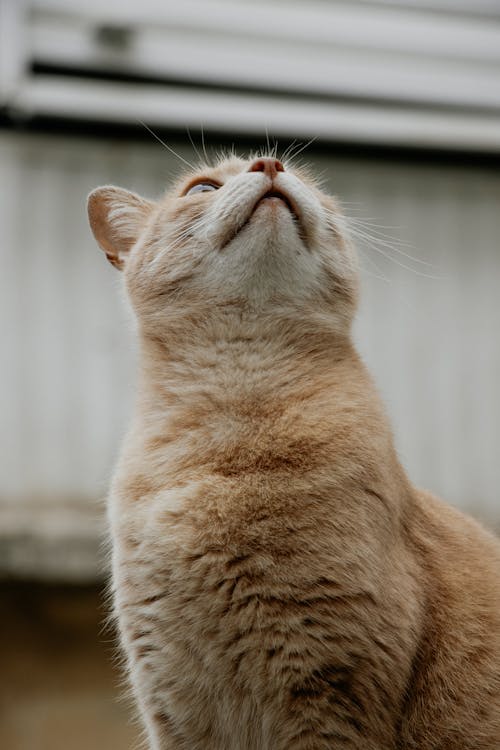 Ginger Cat Looking Up