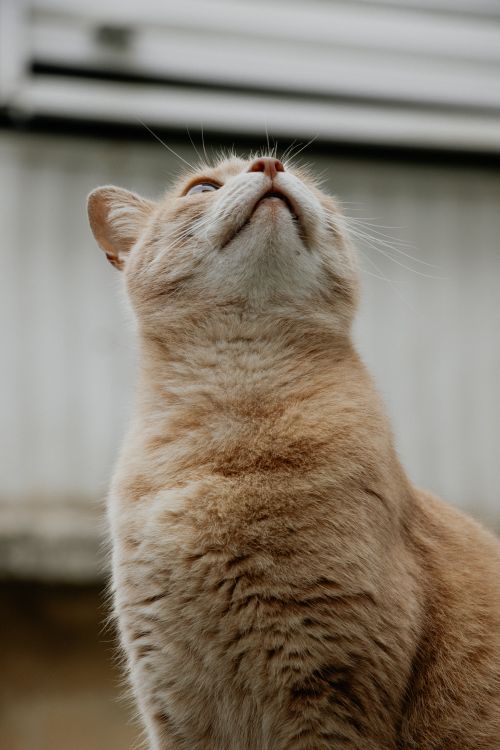 Free Close-up portrait of a ginger cat looking upwards, showcasing its inquisitive nature. Stock Photo