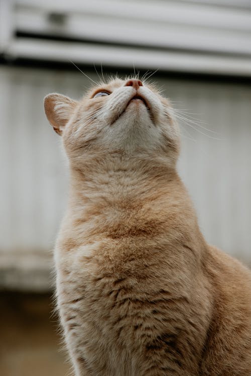 304,595 Fotos de Stock de Gato Homem Triste - Fotos de Stock Gratuitas e  Sem Fidelização a partir da Dreamstime