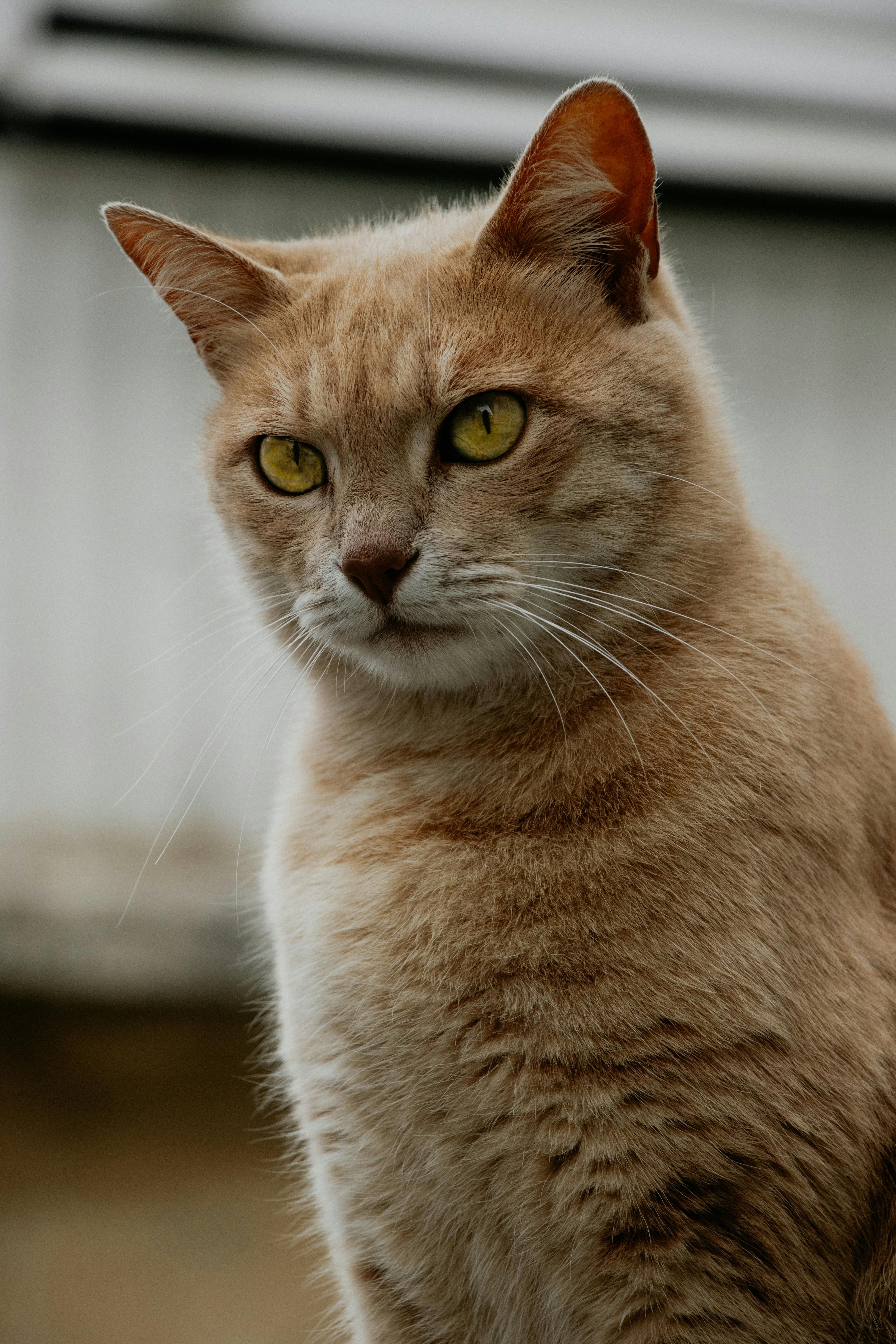 304,595 Fotos de Stock de Gato Homem Triste - Fotos de Stock Gratuitas e  Sem Fidelização a partir da Dreamstime