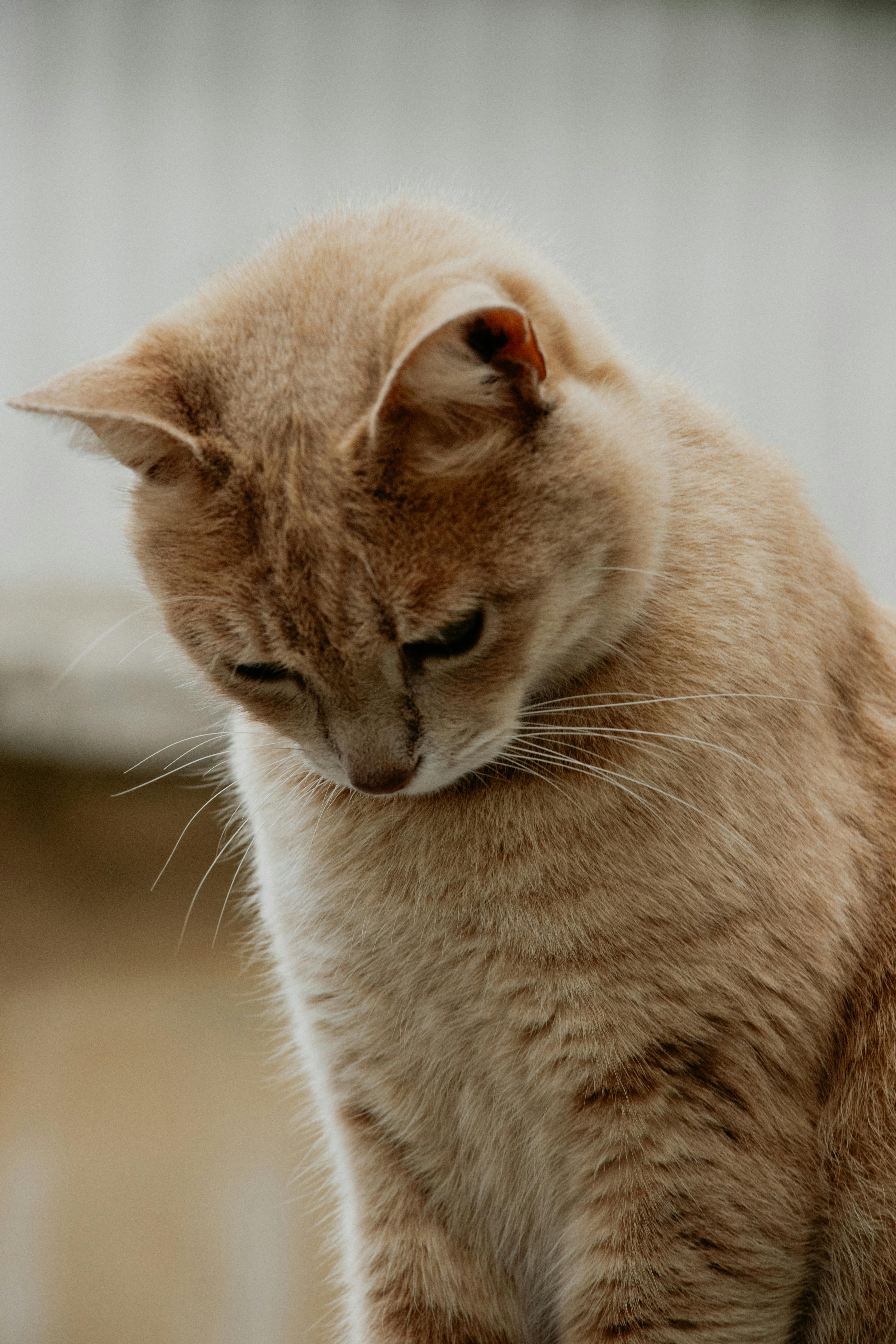 304,595 Fotos de Stock de Gato Homem Triste - Fotos de Stock Gratuitas e  Sem Fidelização a partir da Dreamstime