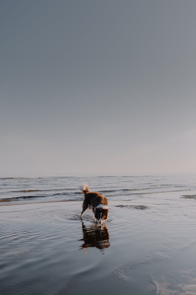 Dog In Water