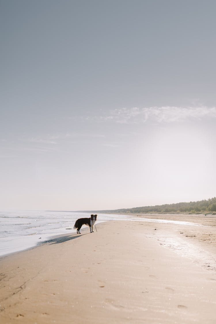 Dog On Beach