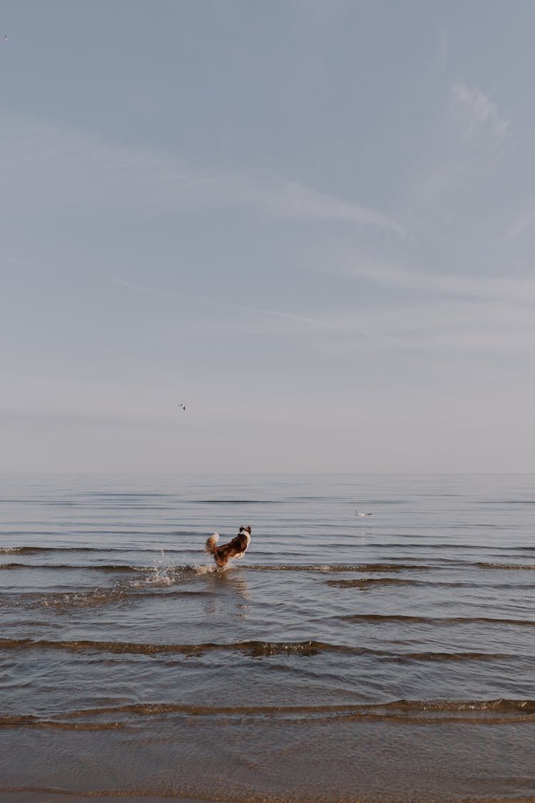 Dog On Sea Shore