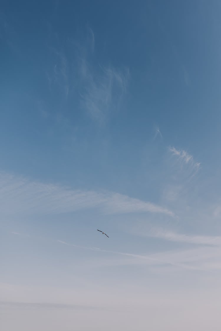 Bird In The Sky