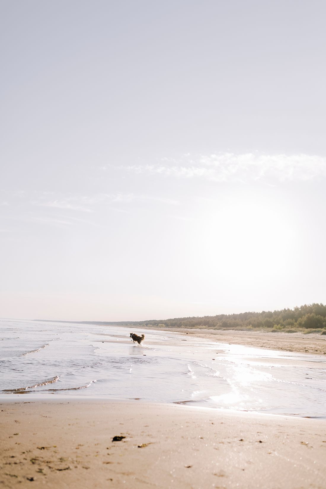 Dog-Friendly Beaches in Florida: 10 Verified Spots & Rules - 2
