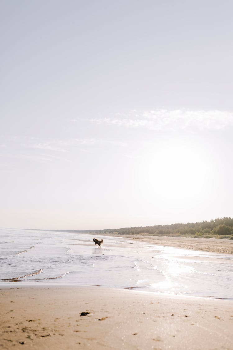 Dog Running On The Beach