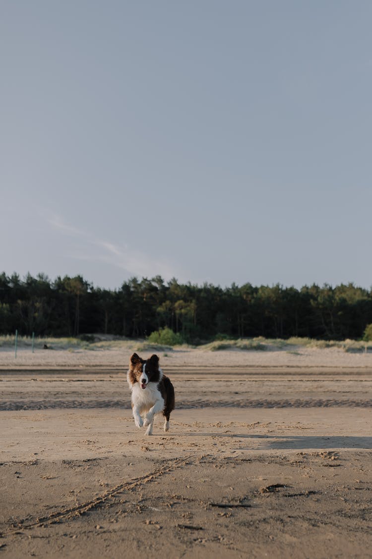 Dog Running On The Beach