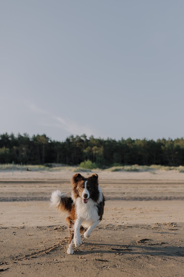 Dog Running On The Beach