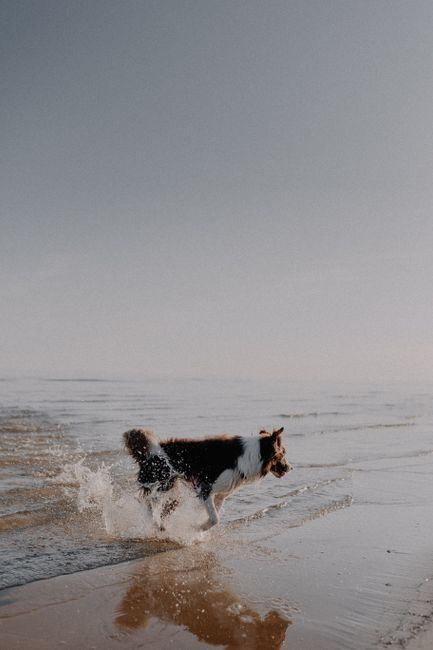 A happy dog splashes in the sea on a bright, serene summer day.