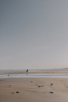 A lone dog runs freely on a wide sandy beach under a clear sky, symbolizing freedom.