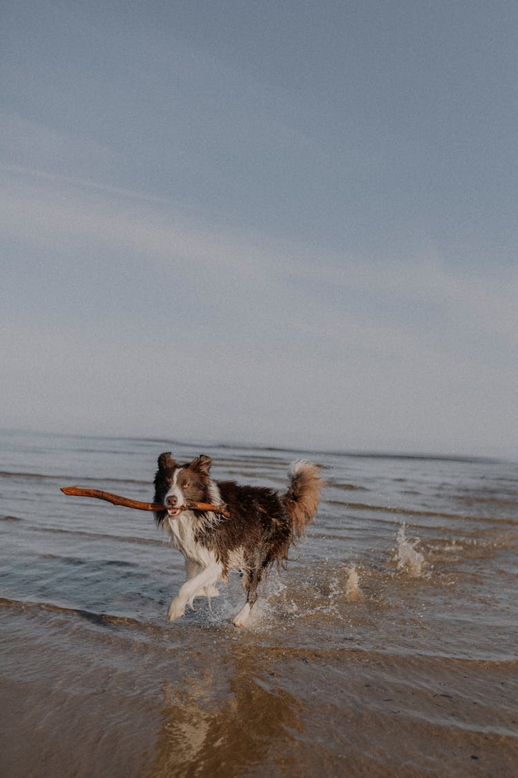 Running Dog On The Beach Holding Stick In The Muzzle